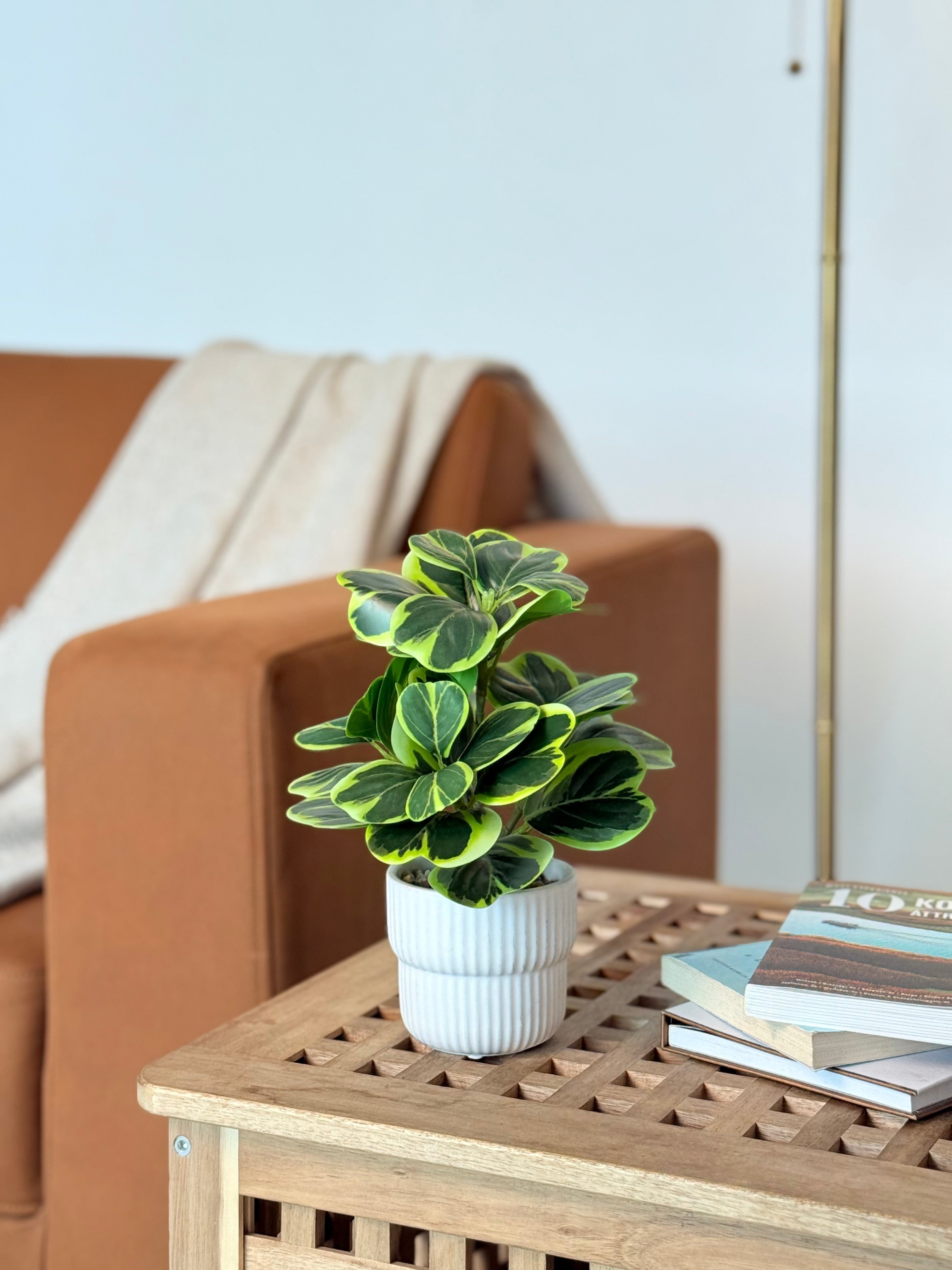 High Objects Artificial Ficus Lyrata Variegated Plant with broad green leaves and yellow edges in a white pot.