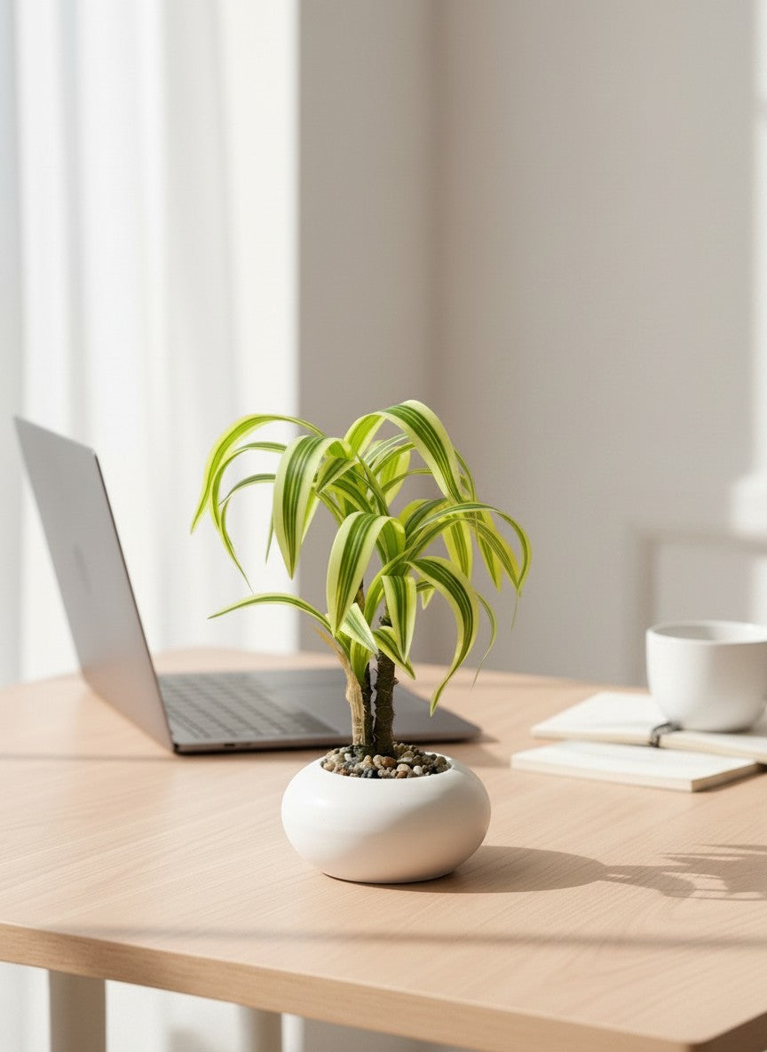 High Objects small potted plant with variegated green and yellow leaves in a white ceramic pot on a desk with a laptop and glasses.