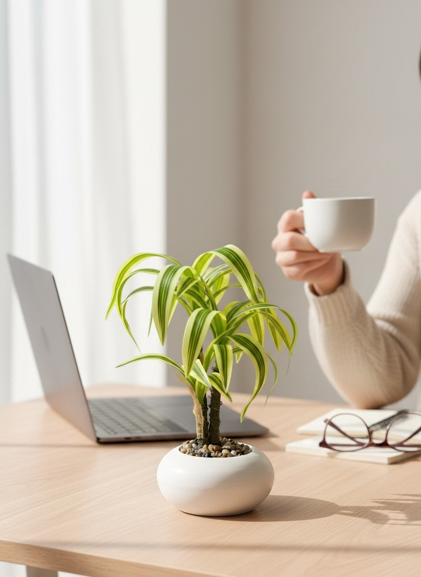 High Objects small potted plant with variegated green and yellow leaves in a white ceramic pot on a desk with a laptop and glasses.