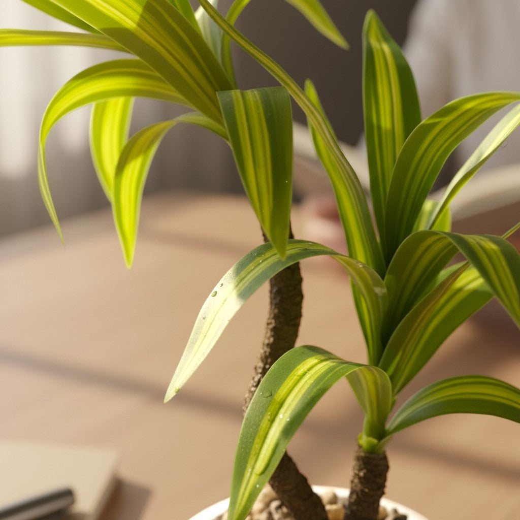 High Objects small green and yellow striped plant in a white round pot with pebbles on a wooden desk.