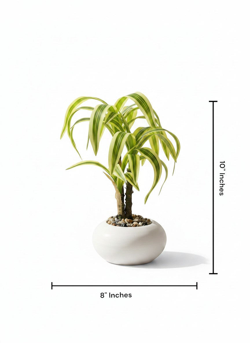 High Objects variegated Dracaena plant in a white ceramic pot with pebbles, 10 inches tall.