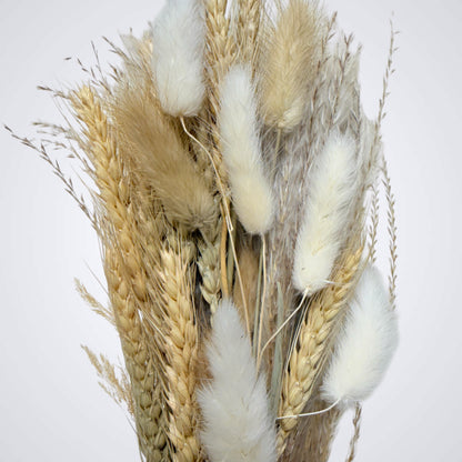 Solea Form – Dried Botanical Object