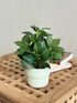 High Objects Artificial Camellia Leaf Plant in a white ribbed ceramic pot with pebbles, featuring glossy dark green leaves.
