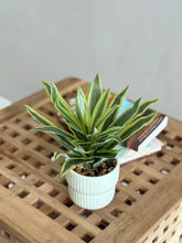 High Objects Artificial Dracaena Lemon Lime Plant with striped green and yellow leaves in a white ribbed ceramic pot with pebbles.