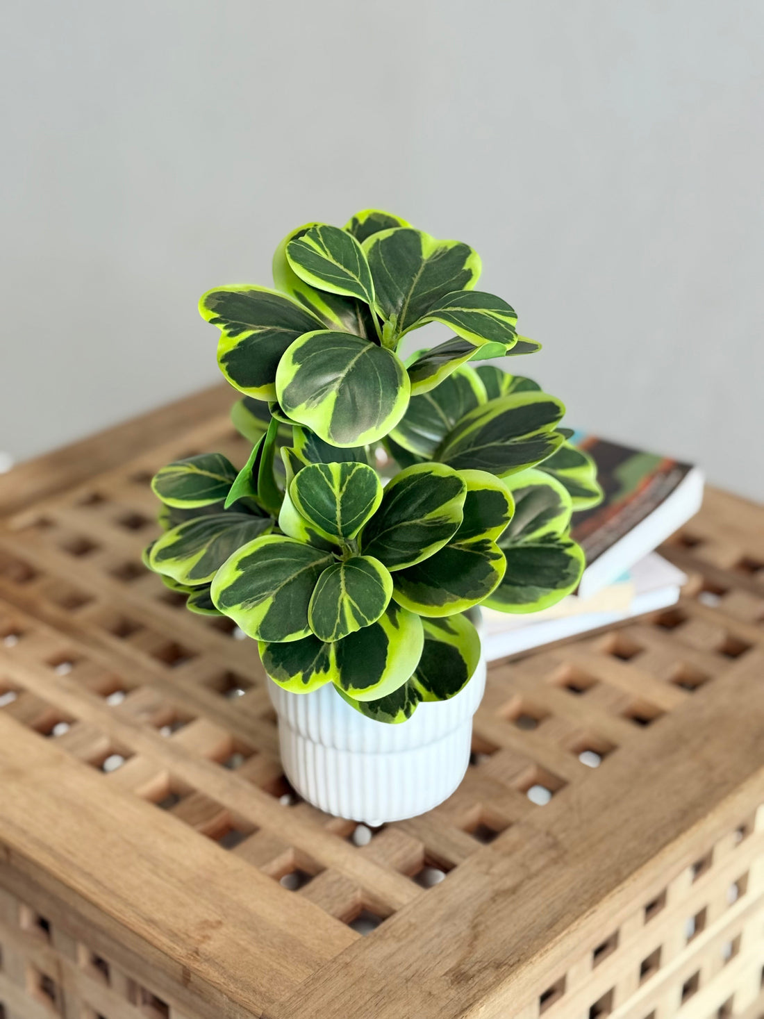 High Objects Artificial Ficus Lyrata Variegated Plant with broad green leaves and yellow edges in a white pot.