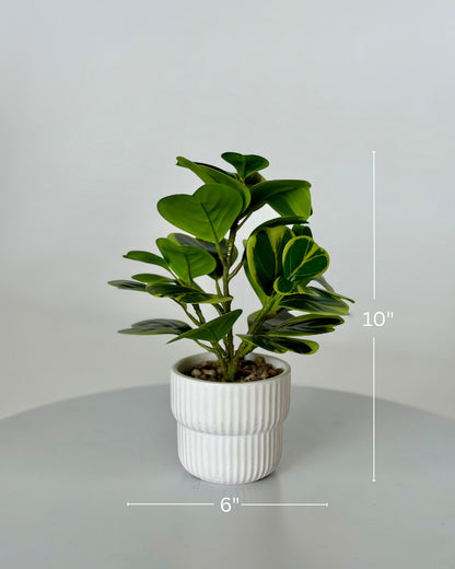 High Objects Artificial Ficus Lyrata Variegated Plant with broad green leaves and yellow edges in a white fluted pot.