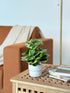 High Objects Artificial Ficus Lyrata Variegated Plant with broad green leaves and yellow edges in a white pot.