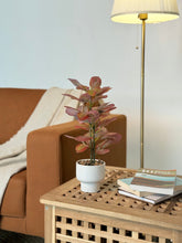 High Objects Artificial Autumn Blaze Ficus Plant with red and green leaves in a white ceramic pot on a wooden table.