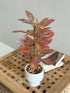 High Objects Artificial Autumn Blaze Ficus Plant with red, green, and peach leaves in a white ceramic pot.