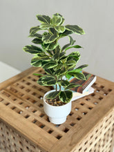 High Objects Artificial Two-Tone Rubber Plant with variegated green and white leaves in a white ceramic pot.