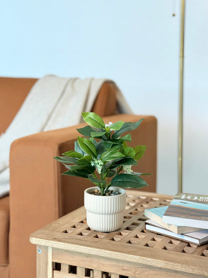 High Objects Artificial White Jasmine Bloom Plant in a cream ribbed ceramic pot with green foliage.