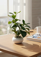 High Objects small green plant in a white ceramic pot with pebbles on a wooden desk.