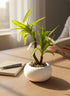 High Objects white ceramic pot with a small green and yellow striped plant, on a wooden desk with a notebook and pen.