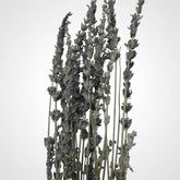 High Objects Lavande Still dried lavender stems in a matte ceramic vase, muted violet tones.