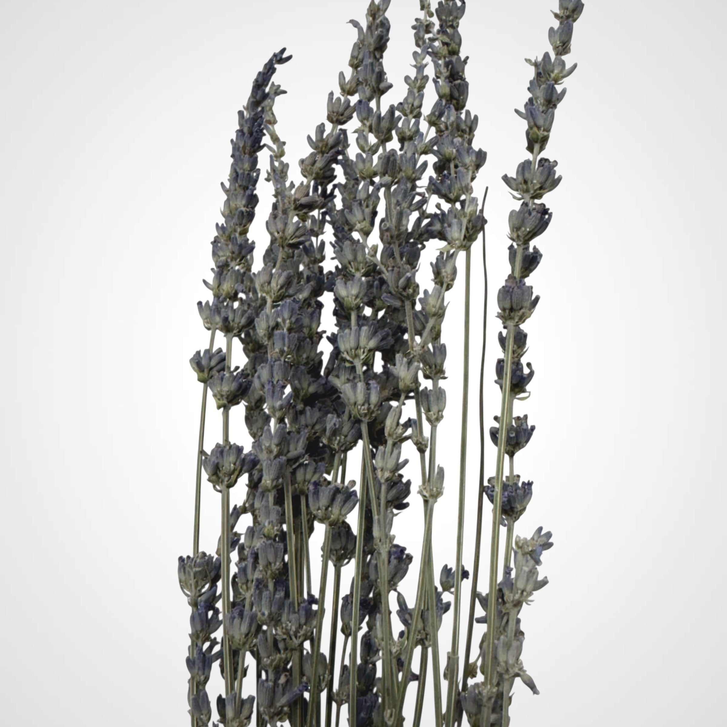 High Objects Lavande Still dried lavender stems in a matte ceramic vase, muted violet tones.