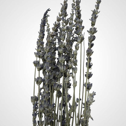 High Objects Lavande Still dried lavender stems in a matte ceramic vase, muted violet tones.