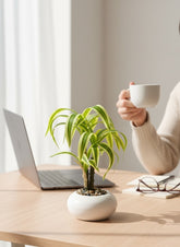 High Objects small potted plant with variegated green and yellow leaves in a white ceramic pot on a desk with a laptop and glasses.