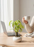High Objects small potted plant with variegated green and yellow leaves in a white ceramic pot on a desk with a laptop and glasses.