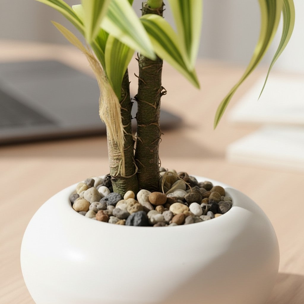 High Objects small variegated plant in a white ceramic pot on a wooden desk with a laptop and notebook.
