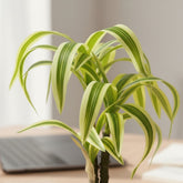 High Objects small variegated plant in a white ceramic pot on a wooden desk with a laptop and notebook.