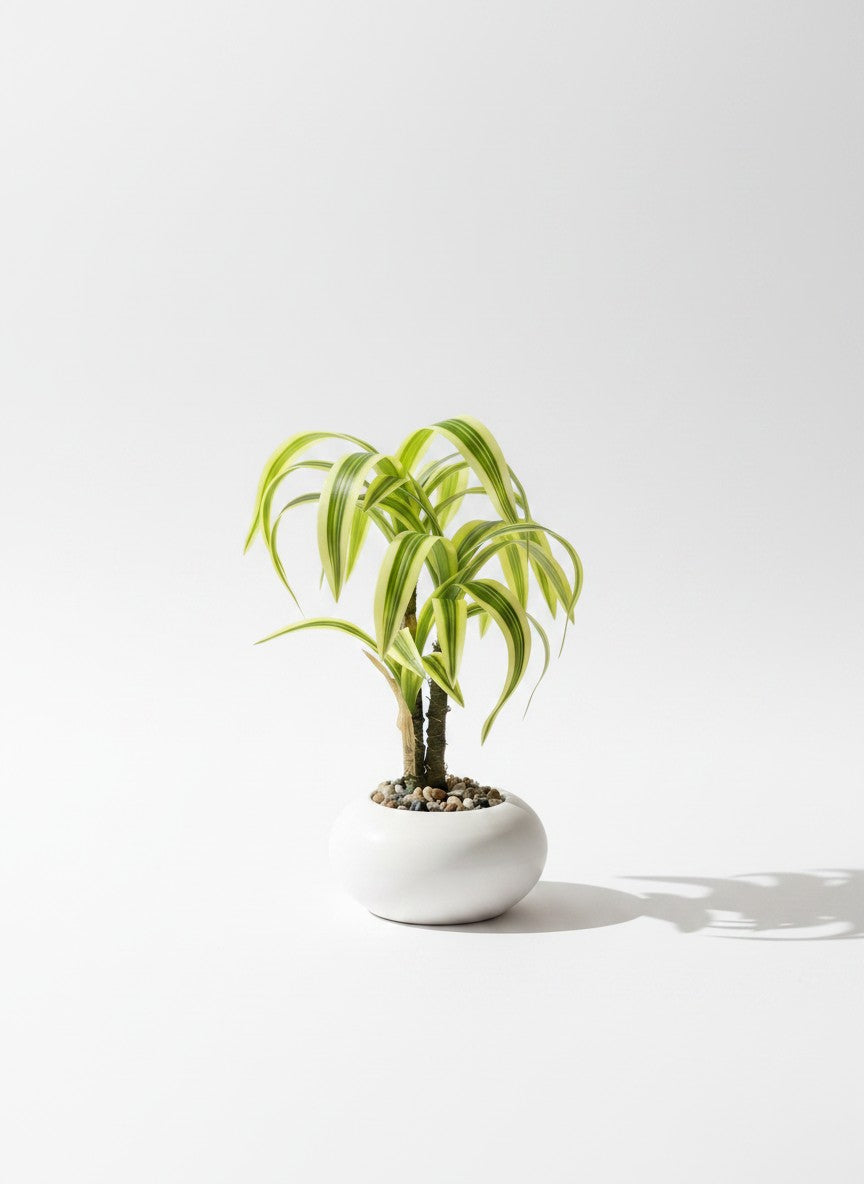 High Objects small potted plant with variegated green and yellow leaves in a white ceramic pot on a wooden desk with a laptop.