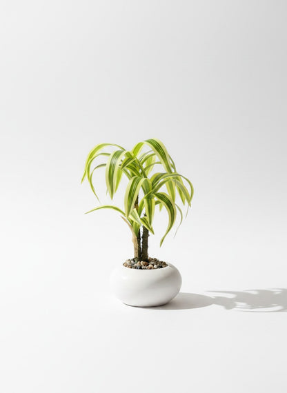 High Objects small potted plant with variegated green and yellow leaves in a white ceramic pot on a wooden desk with a laptop.