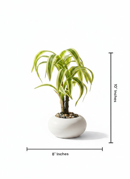 High Objects variegated Dracaena plant in a white ceramic pot with pebbles, 10 inches tall.