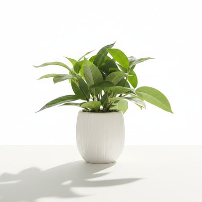 High Objects white textured ceramic pot with lush green plant, perfect for home decor.