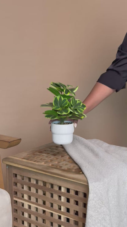 Artificial Ficus Lyrata Variegated Plant