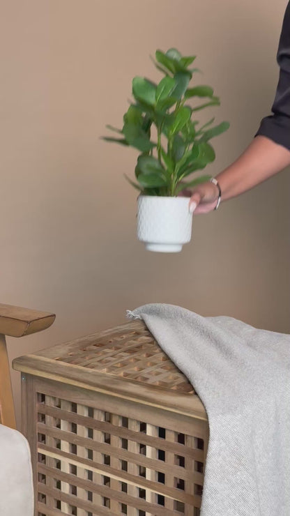 Artificial Mini Rubber Leaf Plant