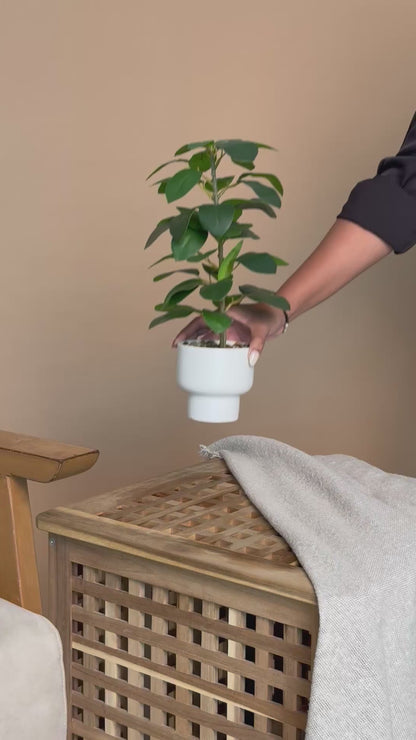 Artificial Green Rubber Leaf Plant