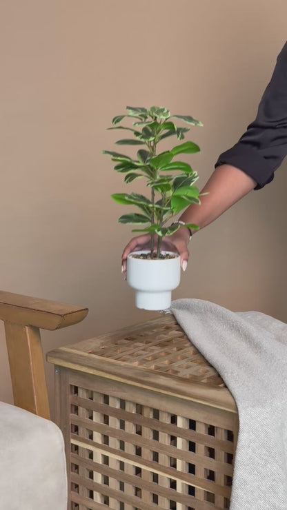 Artificial Two-Tone Rubber Plant
